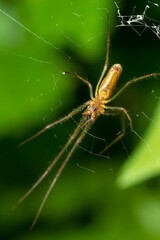 Tetragnatha montana on the termuric green leaf on a summers day
