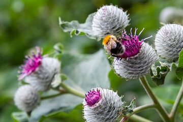 Bumblebee collects nectar in burdock flower. The insect is crawling over the flowers