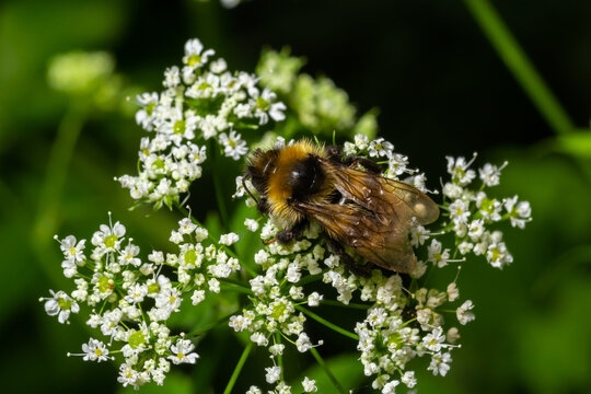 A macro shot of a bumblebee collecting pollen from a Chaerophyllum flower