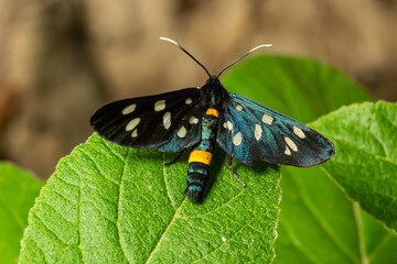 Close up of a nine spotted moth Amata phegea with spread wings