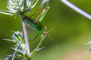 Green grasshopper sitting on a green leaf. Grasshopper in nature