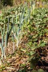 Au potager - gros plan sur un rang de poireau entouré de rangs de fraisiers