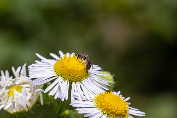 Obraz premium Closeup of a small wild bee on Annual Fleabane flower Erigeron annuus