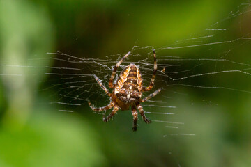 Close-up of a female European garden cross spider Araneus diadematus in the web