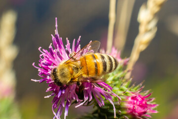 Bee on lesser burdock bud close-up view with selective focus on foreground