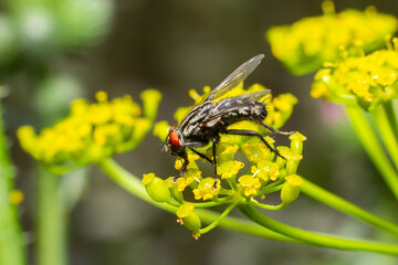 Common flesh fly sitting on a meadow flower. European species Sarcophaga carnaria