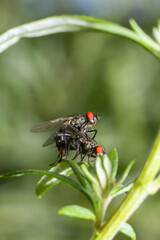 Macro of common flesh flies Sarcophaga carnaria mating on a green leaf