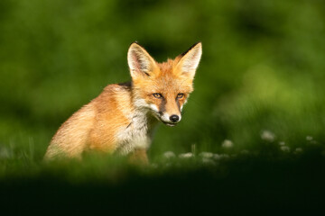 Red fox portrait at summer scenery