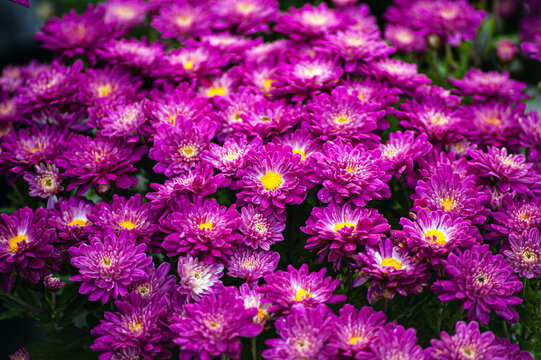 Purple flowers of Italian Asters, Michaelmas Daisy Aster Amellus , known as Italian Starwort, Fall Aster, violet blossom growing in garden,