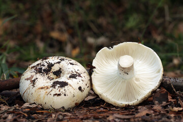 A wild edible milk-white brittlegill mushroom. The cap is white tinged with ochre,  stained with soil. Gills are white. R. chloroides can be separated from R. delica by the turquoise band at the apex.
