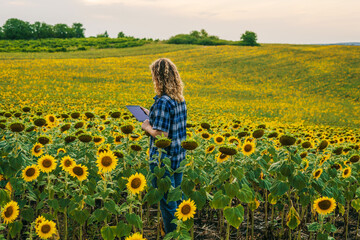 Farmer woman holding a tablet among yellow sunflower fields. Sunflower business concept. Smart farm.