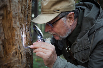 male forester examines trunk of tree eaten by pests. ecology, environmental protection. national park