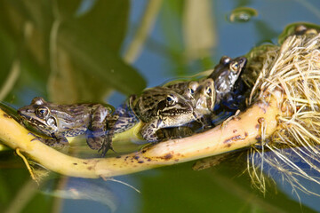 Common River Frog, South Africa