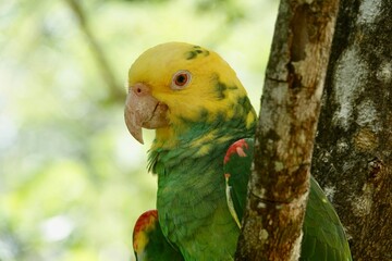 Portrait of beautiful Yellow-headed Amazon Parrot in Mexico on green blurry background behind the branch. High quality photo