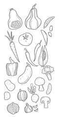 Vegetables outline illustration set isolated on white background. Set of elements: pumpkin, carrot, pepper, tomato, brocolli, potato, mushroom, onion, etc.