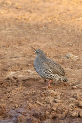 Natal Francolin, Pilanesberg National Park, South Africa
