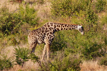 Giraffe in Pilanesberg National Park, South Africa