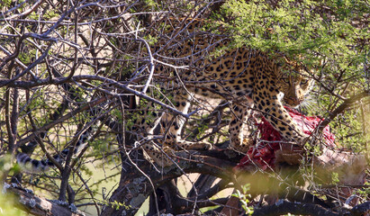 Leopard in a tree with a kudu kill, Pilanesberg National Park, South Africa 