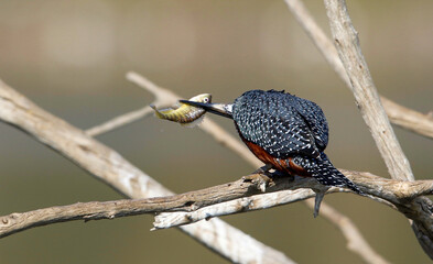 Giant Kingfisher, Pilanesberg National Park, South Africa