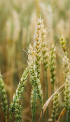 Semi ripe golden wheat spikelets on the field in warm autumn day. Autumn landscape. Agriculture industry.