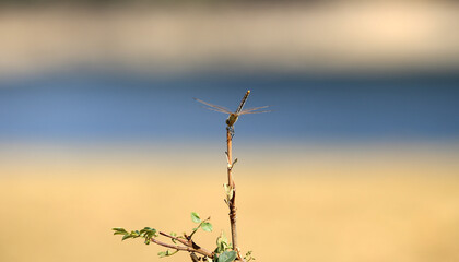 Dragonfly standing on a branch