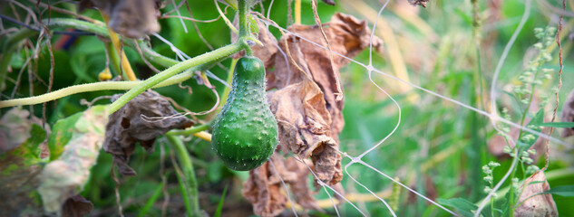 Dried bush of cucumbers with unripe fruits