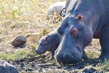 Hippo calf, Pilanesberg National Park, South Africa
