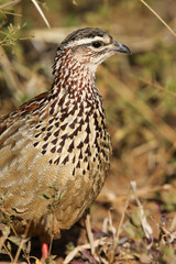 Crested Francolin, Pilanesberg National Park, South Africa 