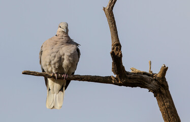Cape Turtle Dove perched on a branch, Pilanesberg National Park, South Africa