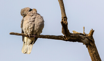 Cape Turtle Dove perched on a branch, Pilanesberg National Park, South Africa
