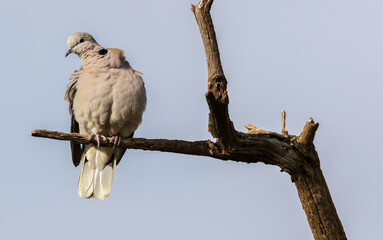 Cape Turtle Dove perched on a branch, Pilanesberg National Park, South Africa