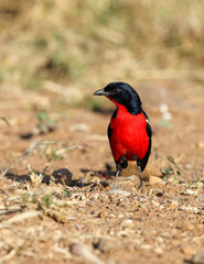 Crimson-breasted Shrike, Pilanesberg National Park, South Africa