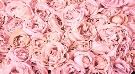 Natural background of rose petals