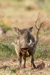 Warthog, Pilanesberg National Park, South Africa