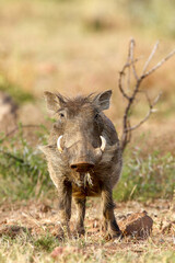 Warthog, Pilanesberg National Park, South Africa