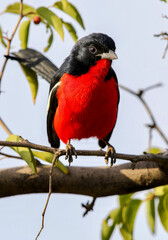 Crimson Breasted Shrike, Pilanesberg National Park, South Africa