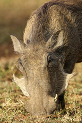Warthog feeding on roots, Pilanesberg National Park, South Africa