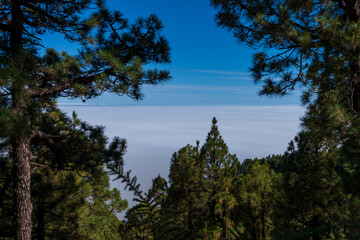 Fototapeta na wymiar Sea of clouds through the pine tree forest, long exposure