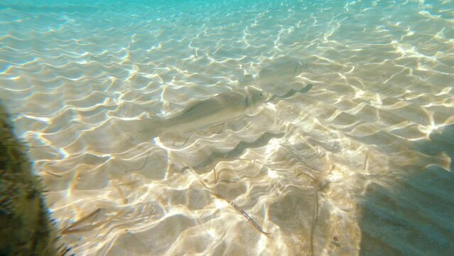Fish swimming underwater in Cyprus sea