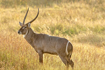 Waterbuck Bull, Pilanesberg National Park, South Africa