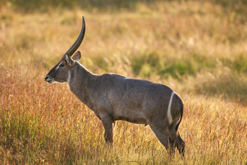 Waterbuck Bull, Pilanesberg National Park, South Africa