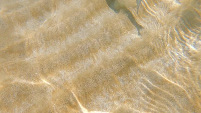 Fish swimming underwater in Cyprus sea