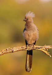 Grey-go-away Bird or Grey Loerie, Pilanesberg National Park, South Africa