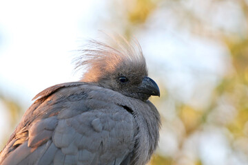 Grey-go-away Bird or Grey Loerie, Pilanesberg National Park, South Africa