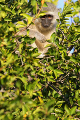 Vervet Monkey, Pilanesberg National Park, South AFrica