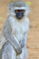 Naklejka na ściany i meble Vervet Monkey, Pilanesberg National Park, South AFrica