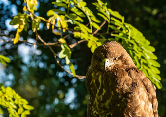 Portrait von einem Bussard