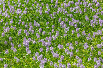 Huge panoramic view of a blossom hyacinth field, Wild-type Hyacinthus orientalis, an aquatic plant recognized as a river pest