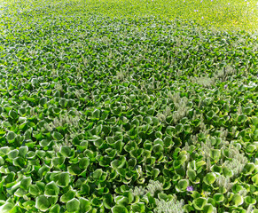 Huge panoramic view of a hyacinth field, Wild-type Hyacinthus orientalis, an aquatic plant recognized as a river pest