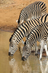 Fototapeta na wymiar Plains Zebra drinking at the waterhole, Pilanesberg National Park, South Africa